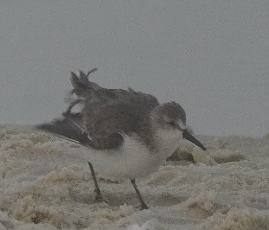 Western Sandpiper - ML610302776