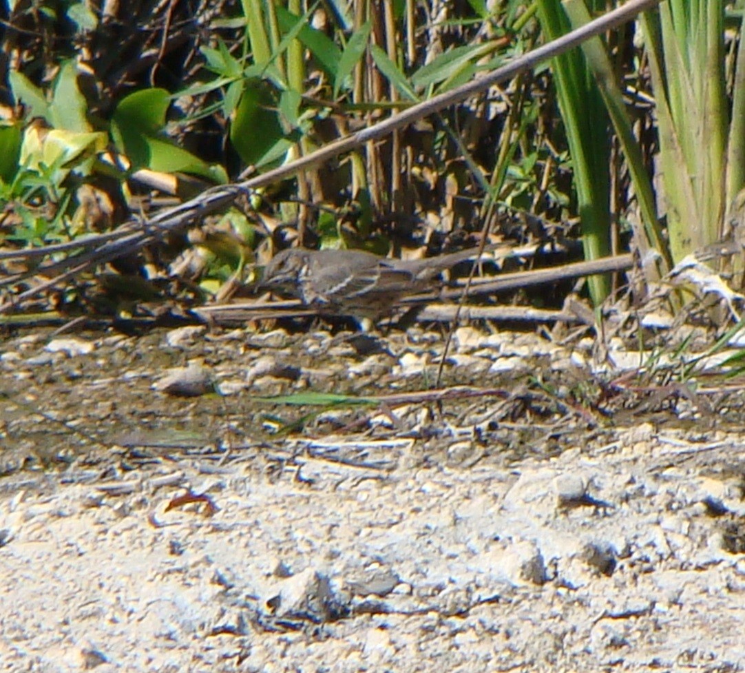 Sage Thrasher - ML610302811