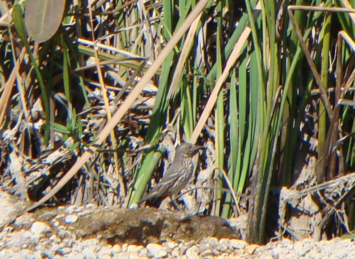 Sage Thrasher - Tom Trenchard