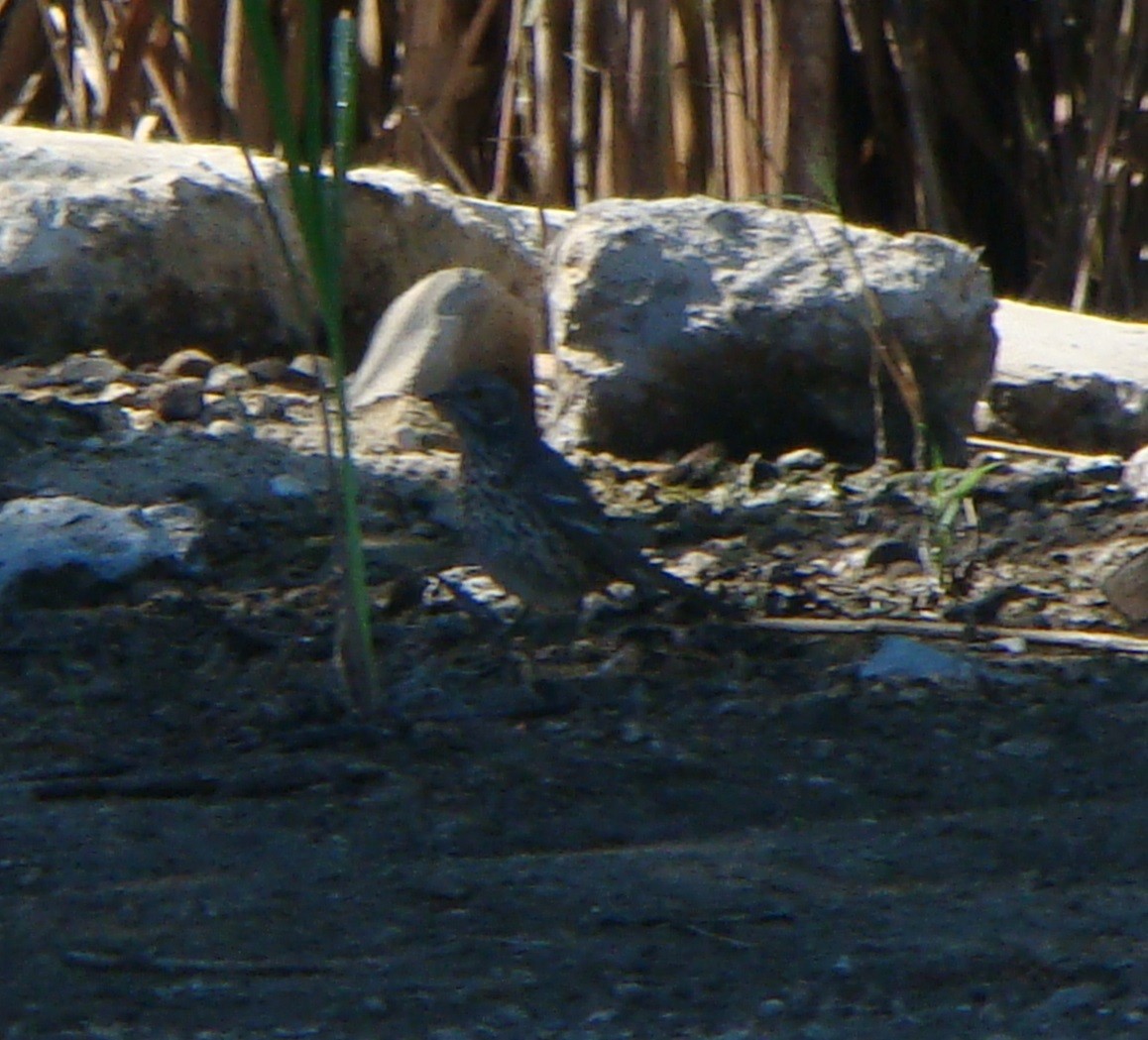 Sage Thrasher - ML610302813