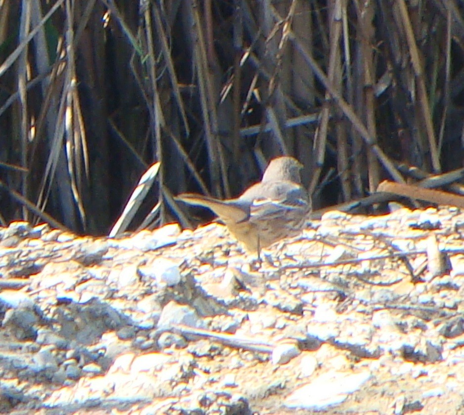 Sage Thrasher - ML610302814