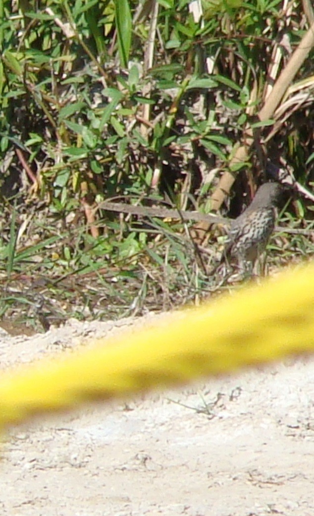 Sage Thrasher - ML610302815