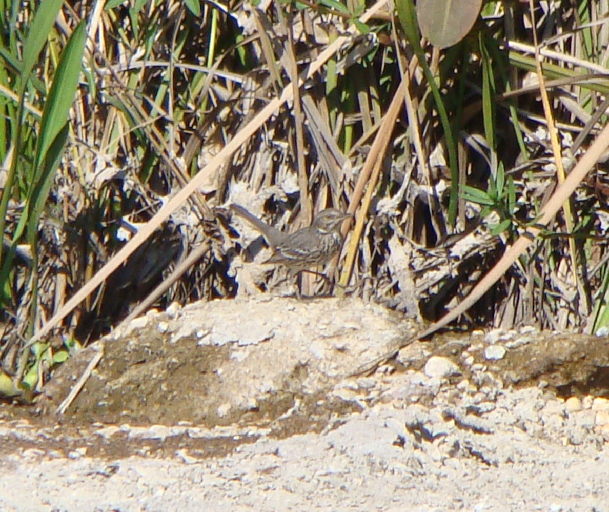 Sage Thrasher - Tom Trenchard