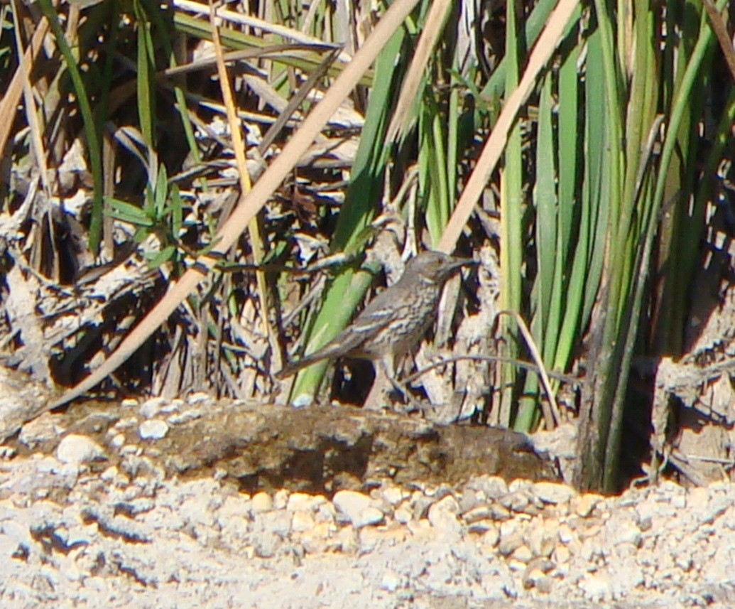 Sage Thrasher - ML610302817