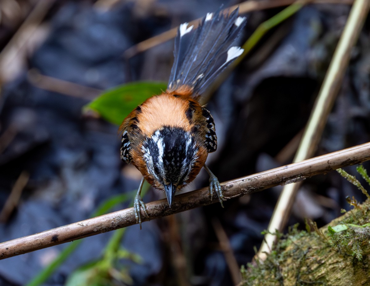 Ferruginous Antbird - ML610302887