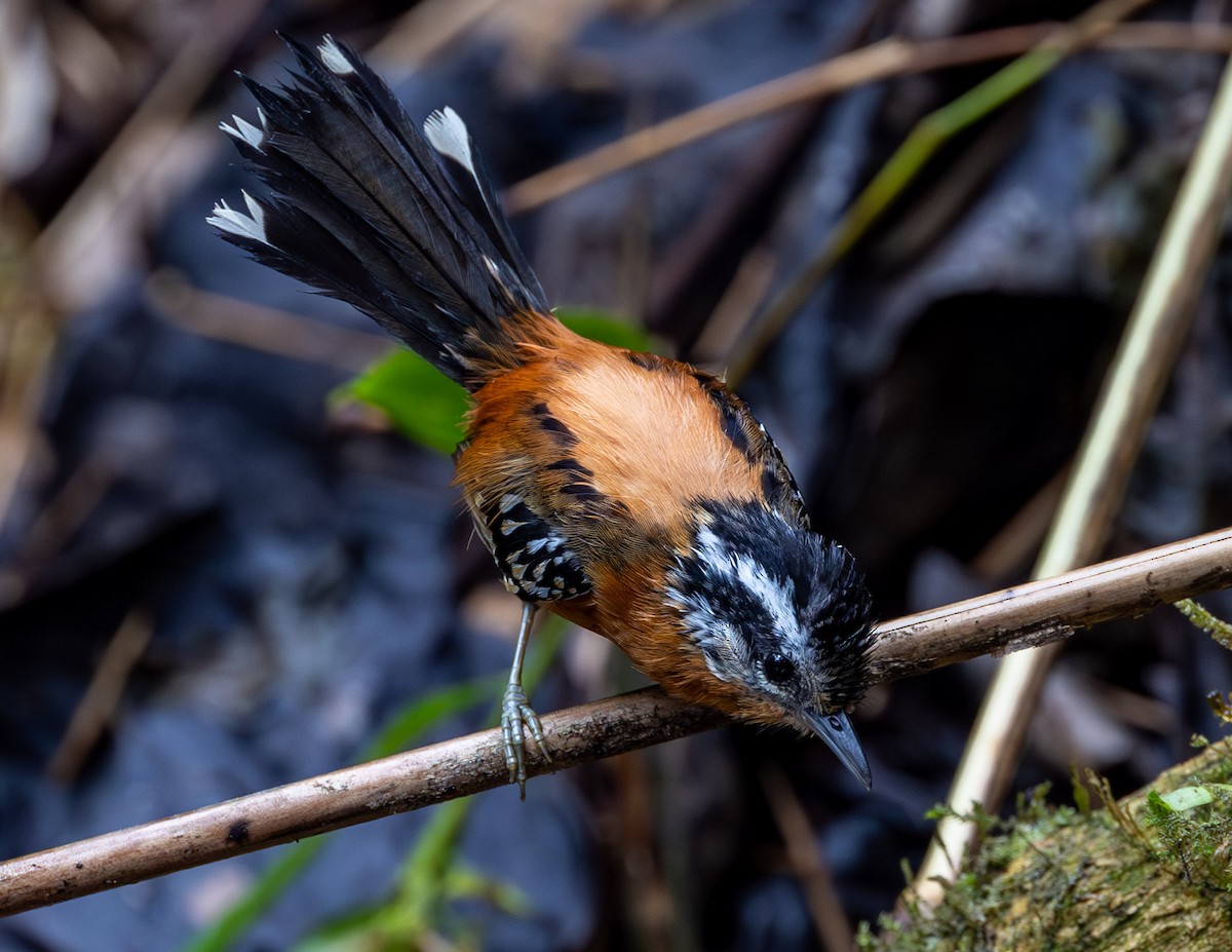 Ferruginous Antbird - ML610302888