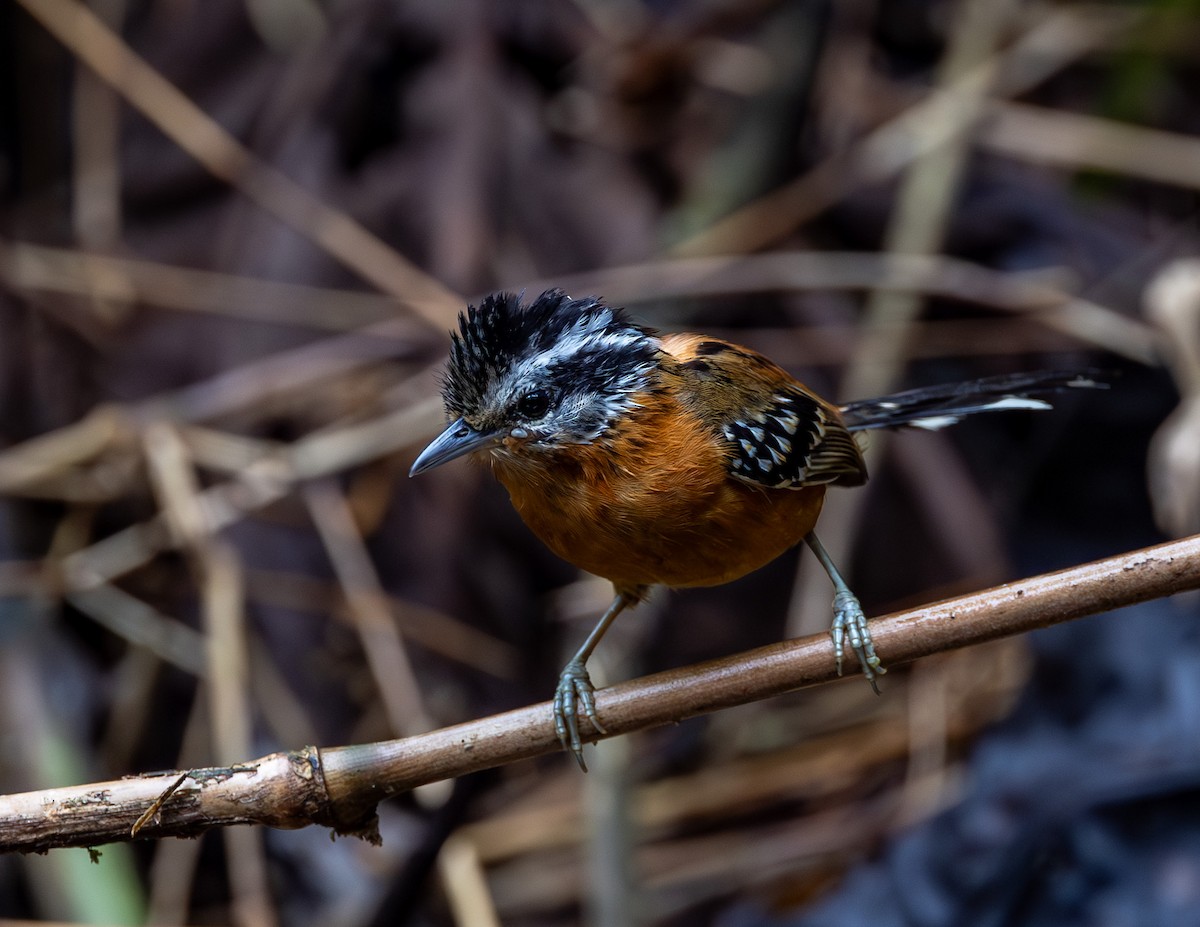 Ferruginous Antbird - ML610302889