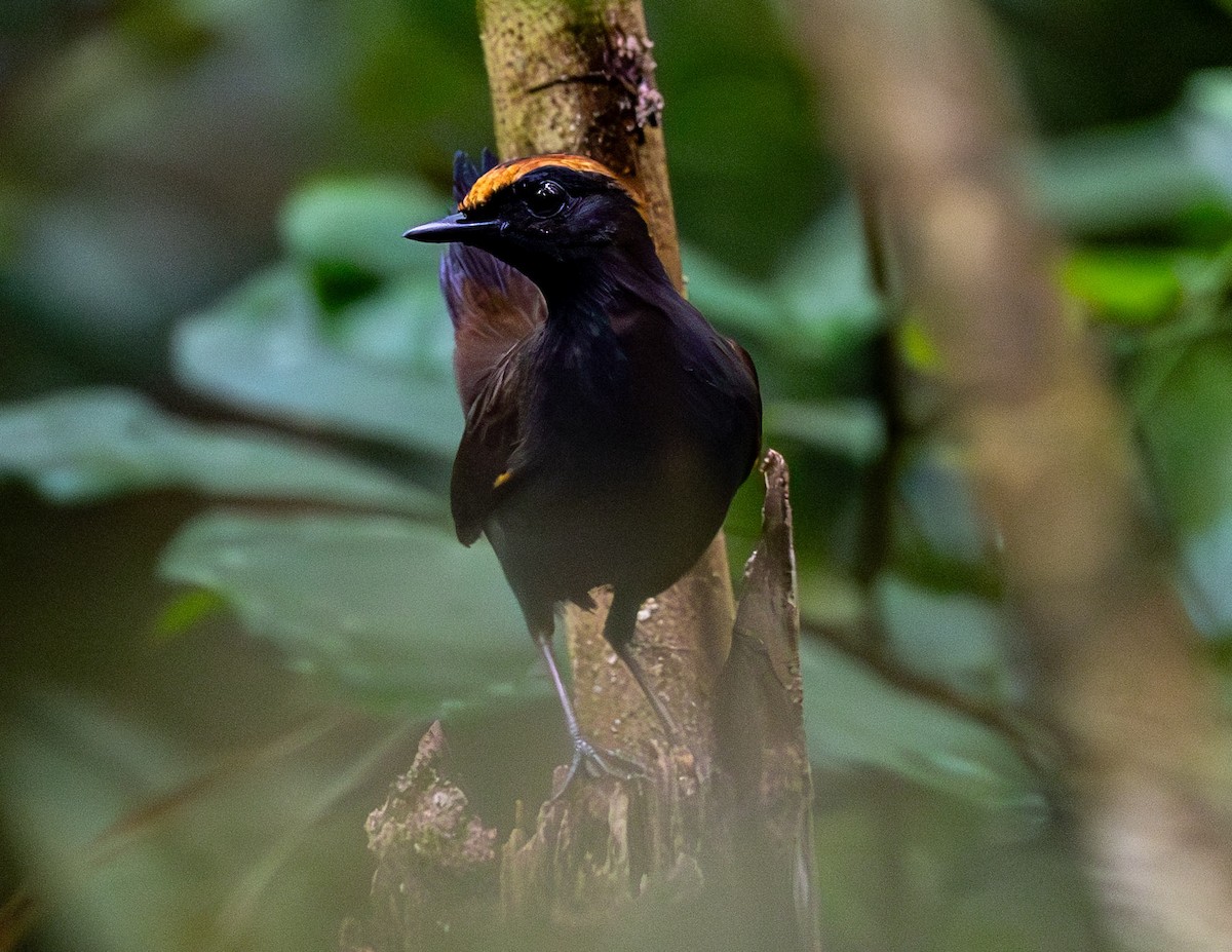 Rufous-capped Antthrush - ML610302914