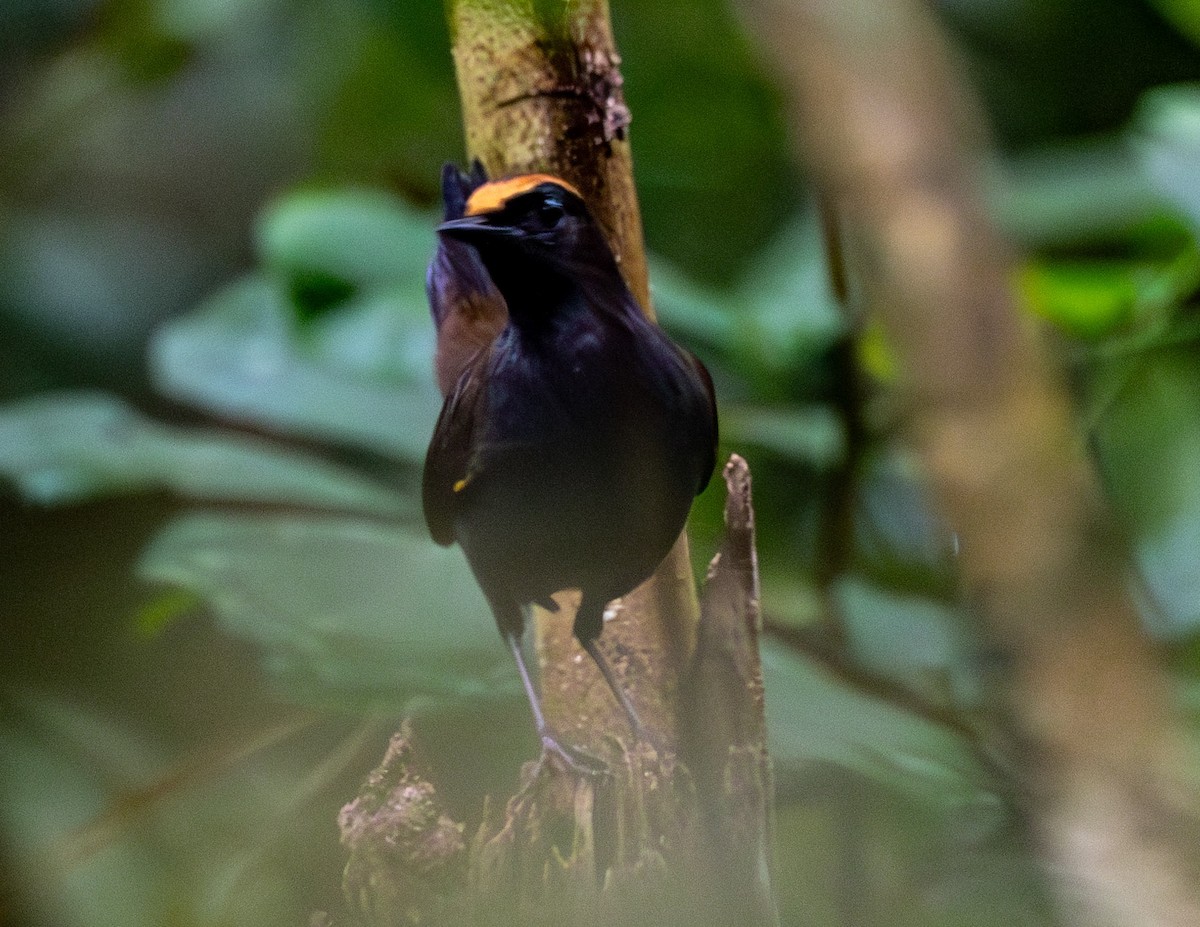 Rufous-capped Antthrush - ML610302915