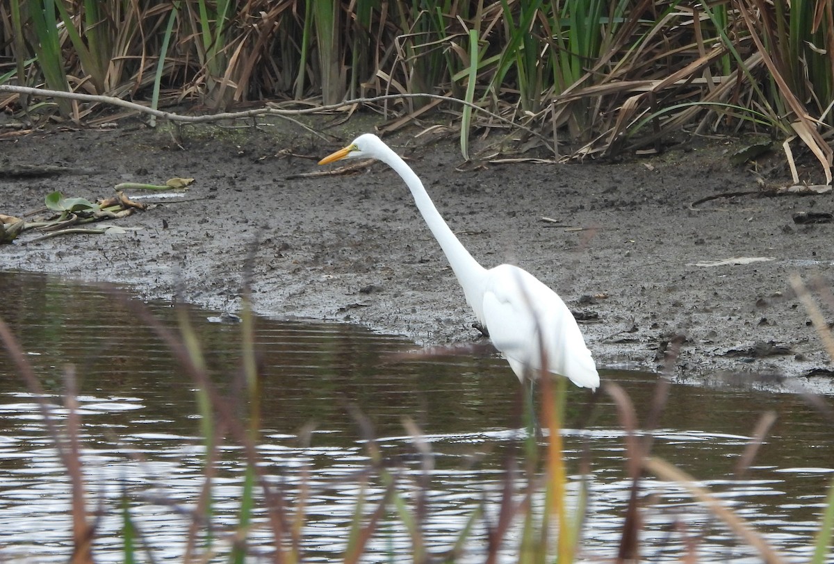 Great Egret - ML610303039