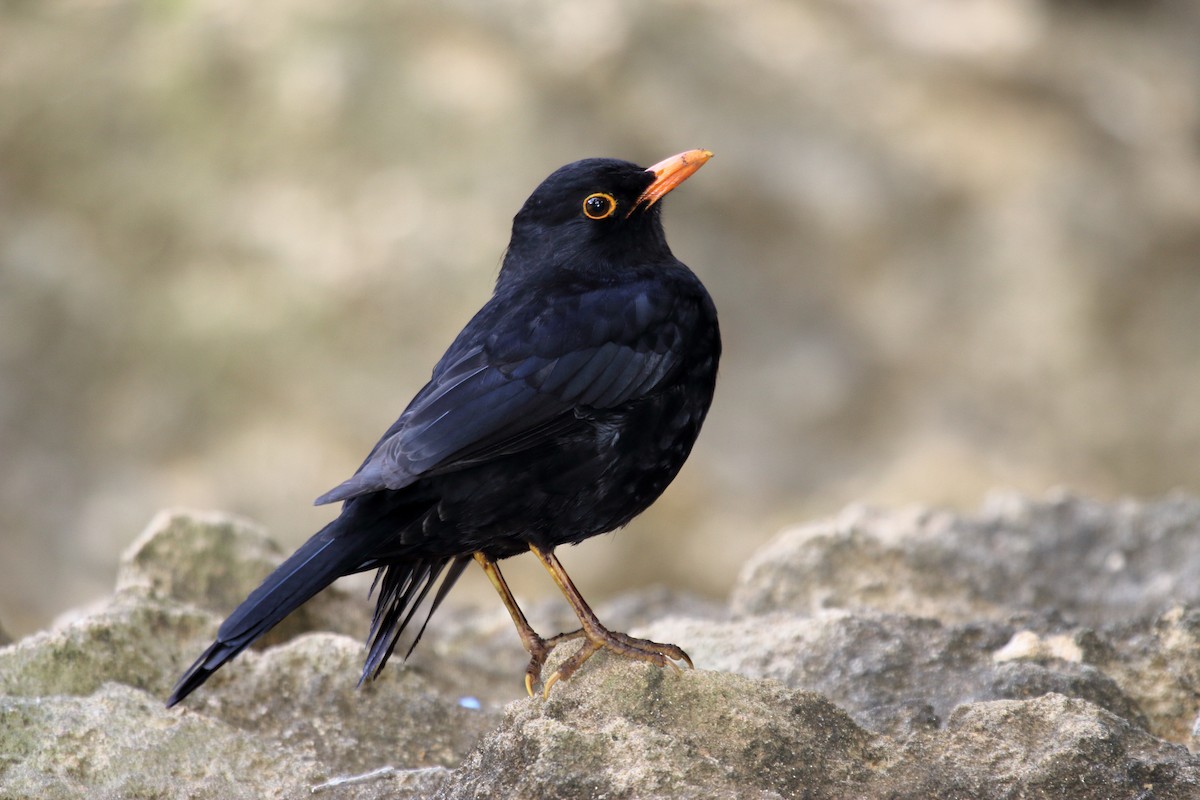 Eurasian Blackbird - ML610303056