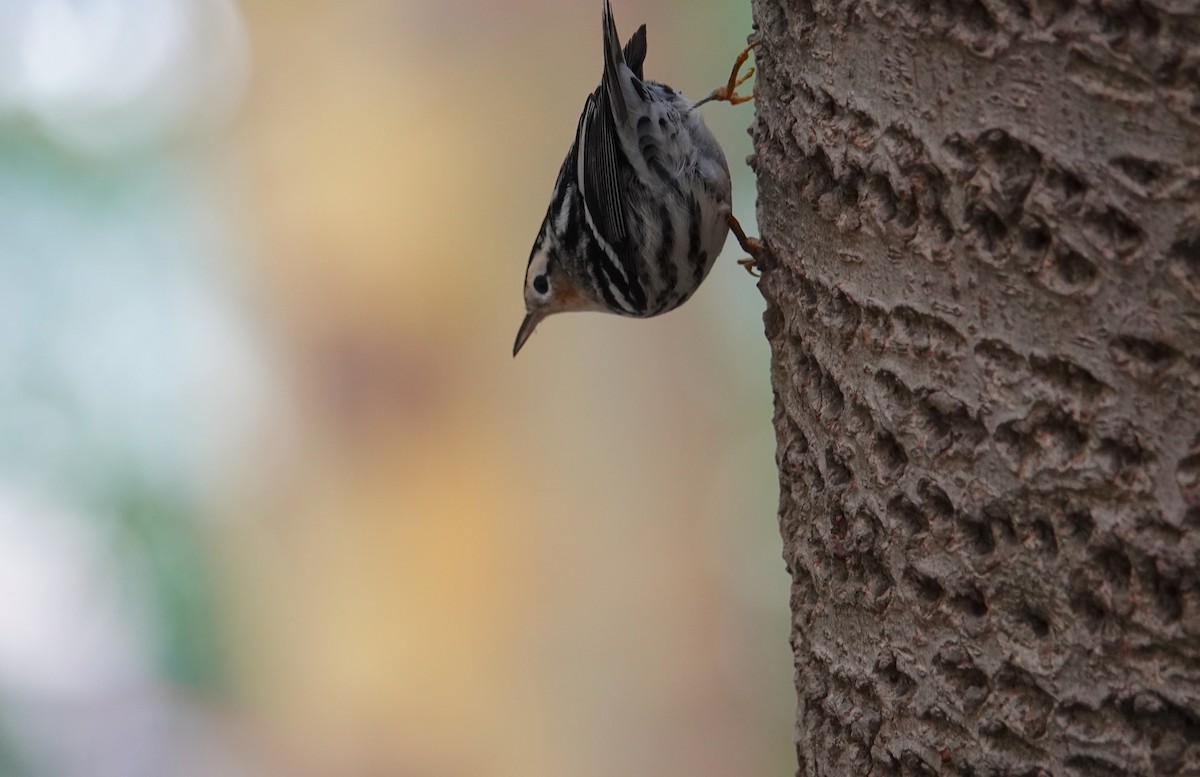 Black-and-white Warbler - Linda  LaBella