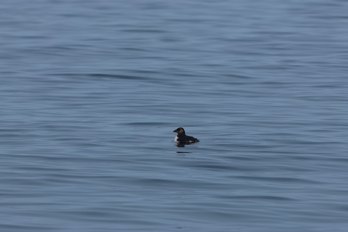 Atlantic Puffin - ML610303111