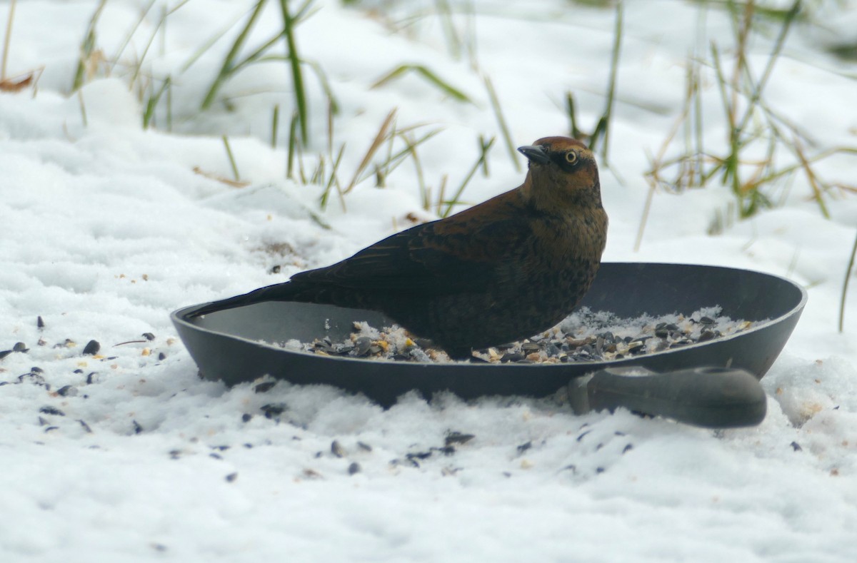 Rusty Blackbird - Peter Kennedy