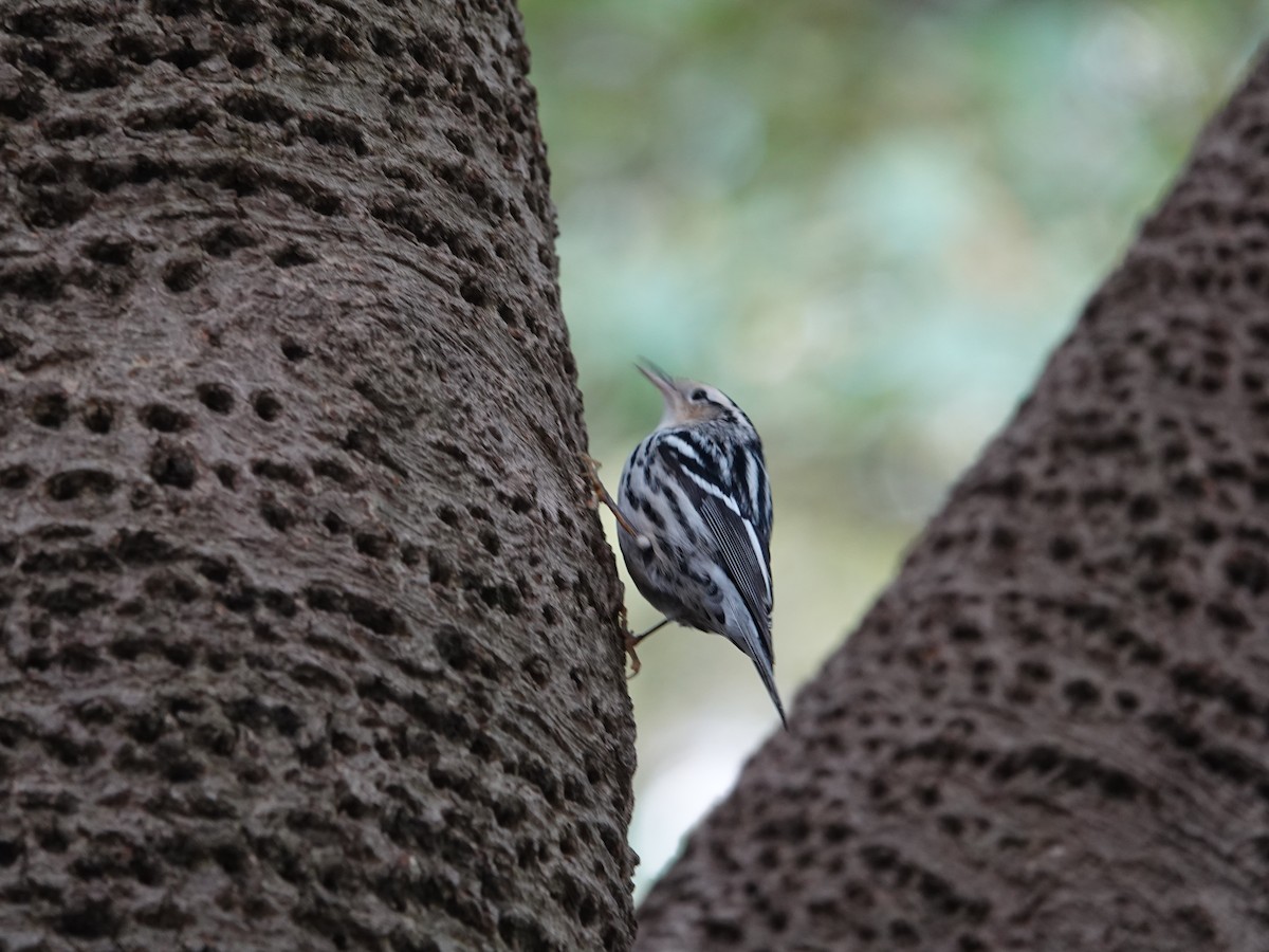 Black-and-white Warbler - ML610303130
