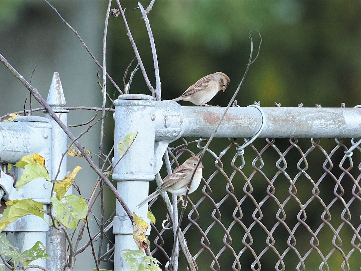 Field Sparrow - ML610303161