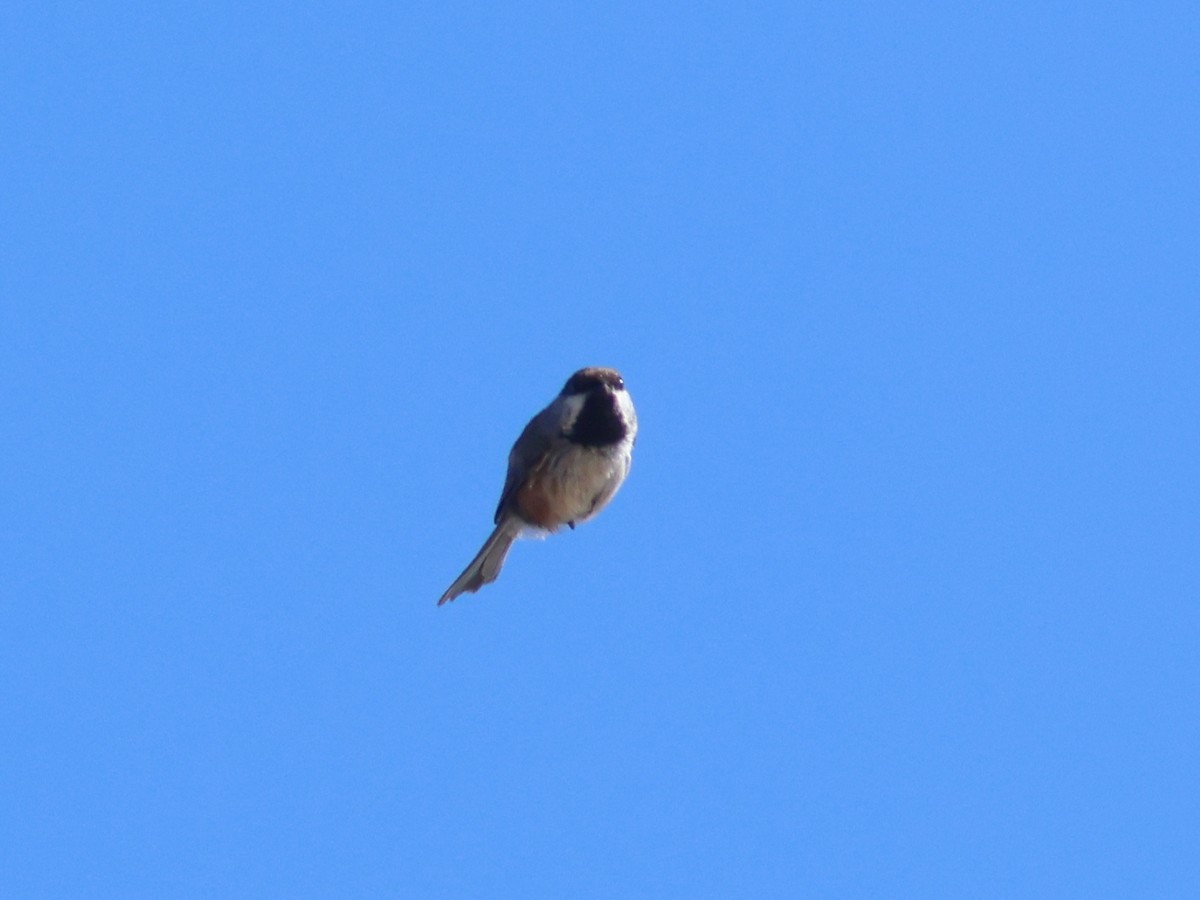 Boreal Chickadee - ML610303172