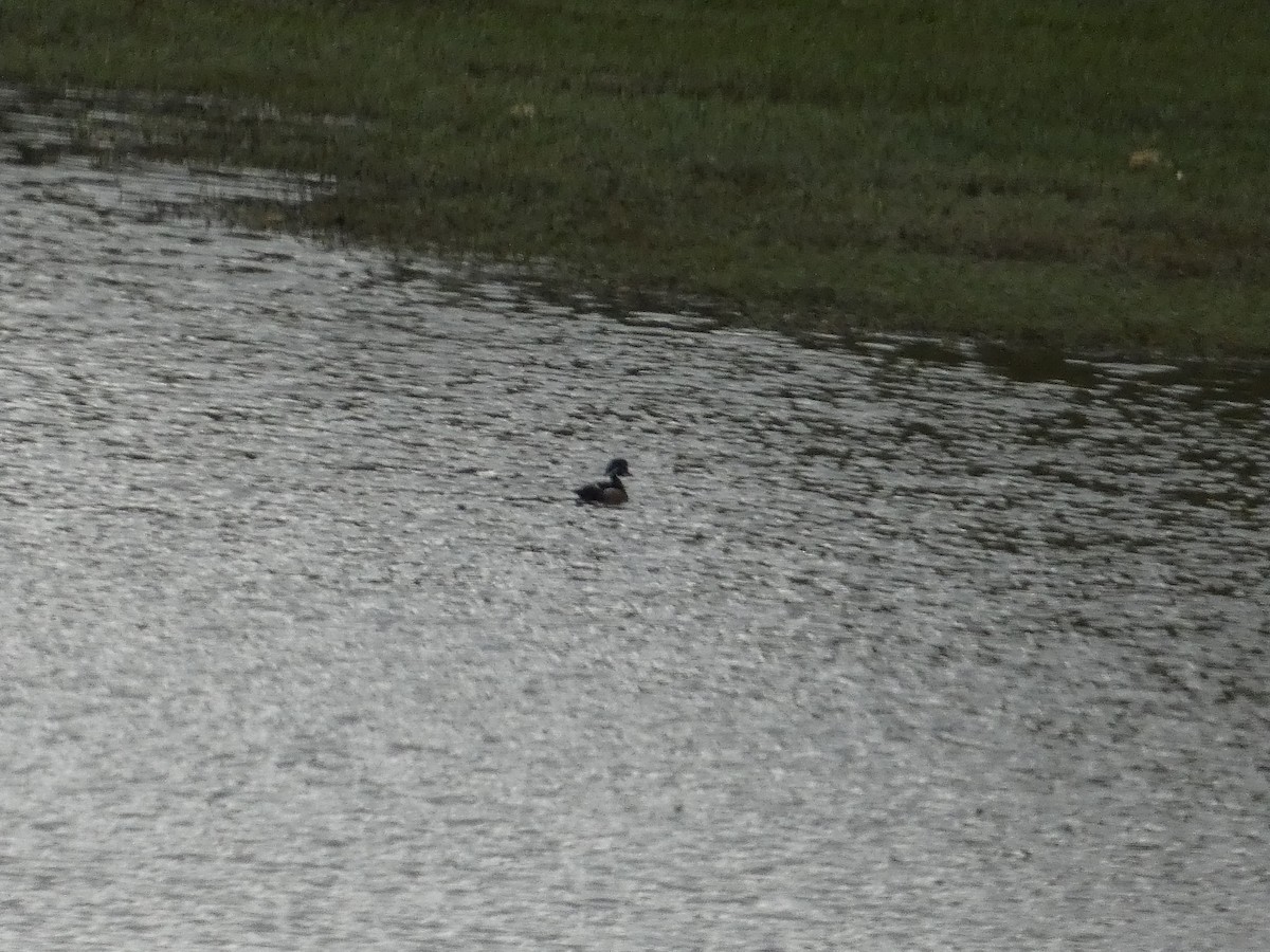 Wood Duck - Matthew Matlock