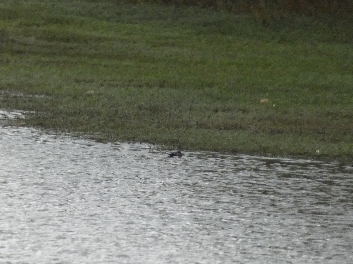 Wood Duck - Matthew Matlock