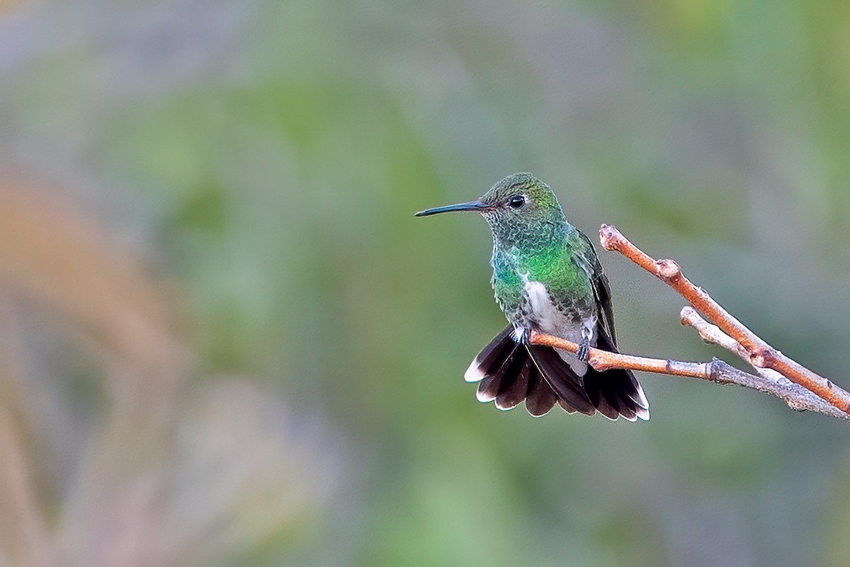 kolibřík zrcadlový - ML610303194