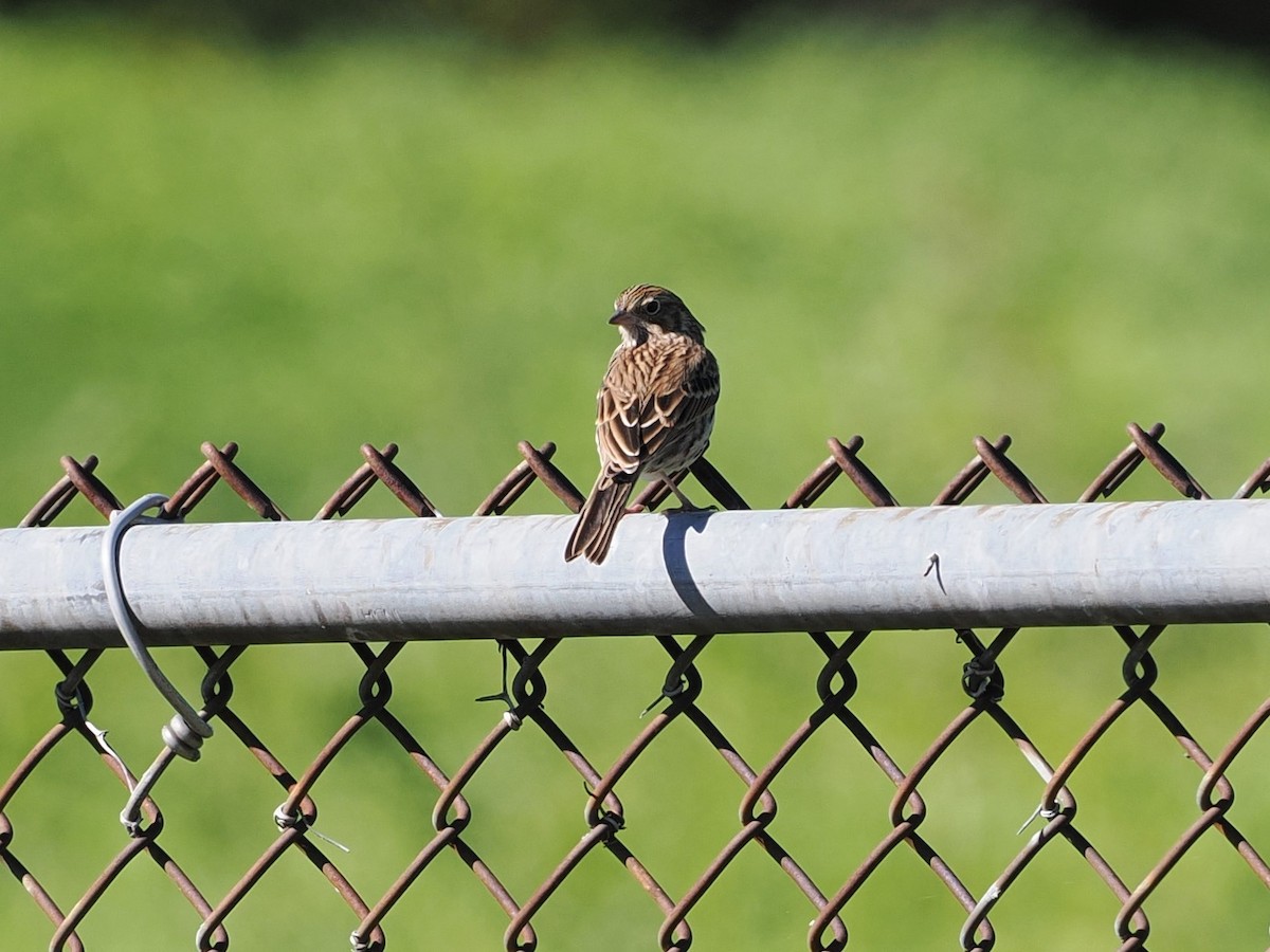 Vesper Sparrow - ML610303232