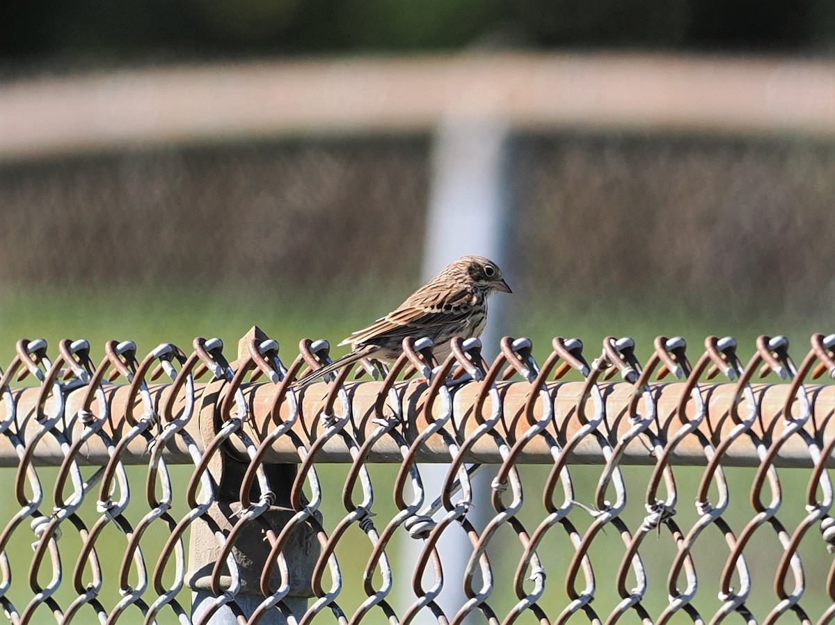 Vesper Sparrow - ML610303233