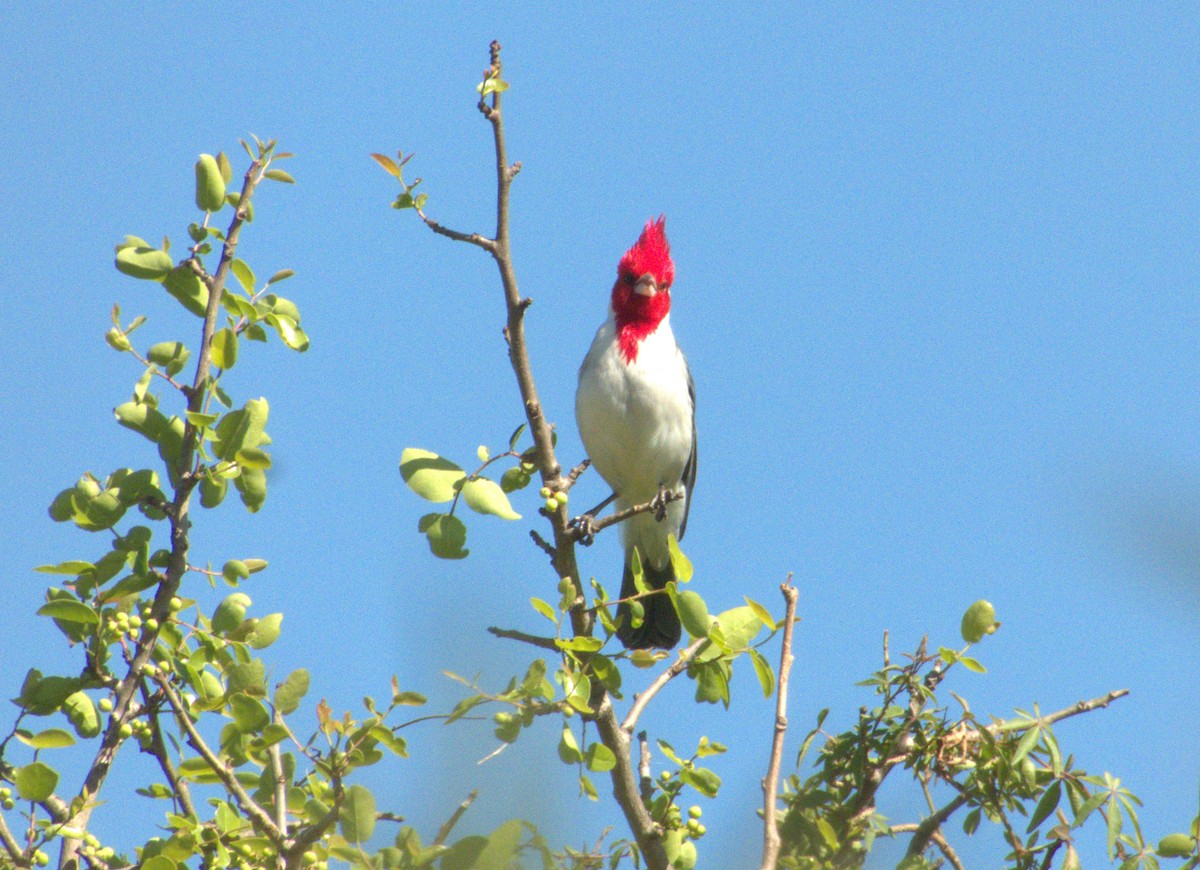 Red-crested Cardinal - ML610303285