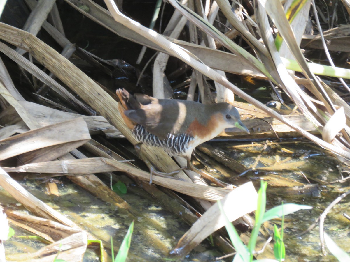 Rufous-sided Crake - ML610303349