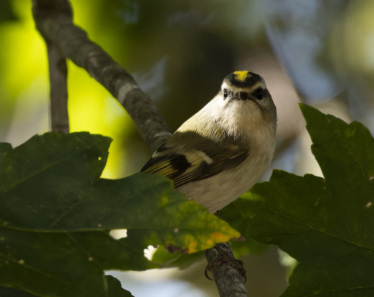 Golden-crowned Kinglet - ML610303486