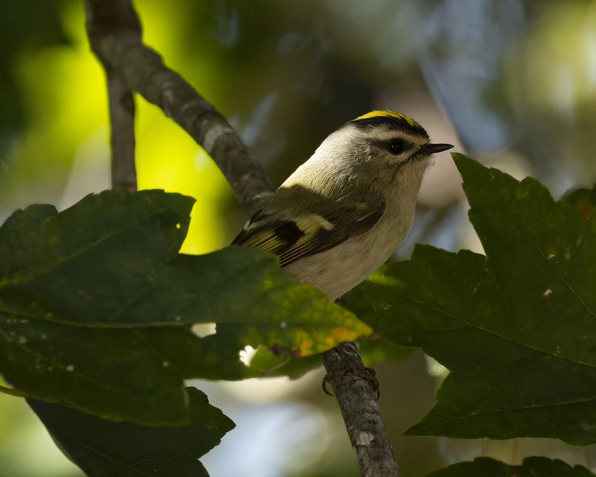 Roitelet à couronne dorée - ML610303487