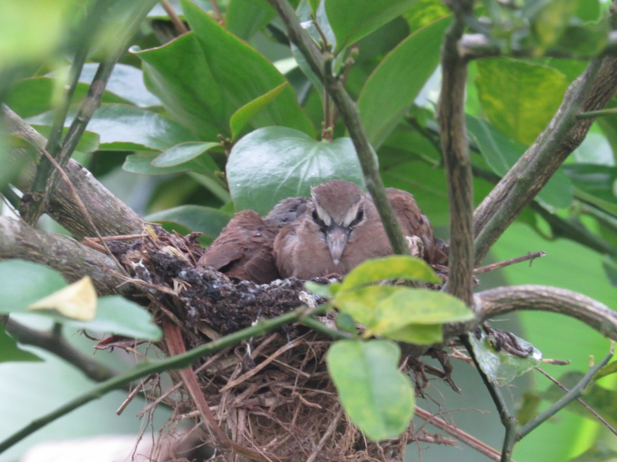 White-winged Dove - ML610303572