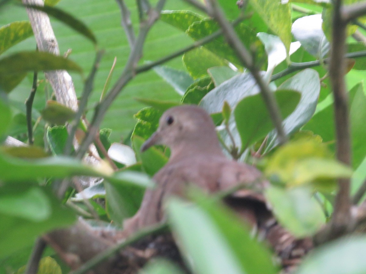 White-winged Dove - ML610303574