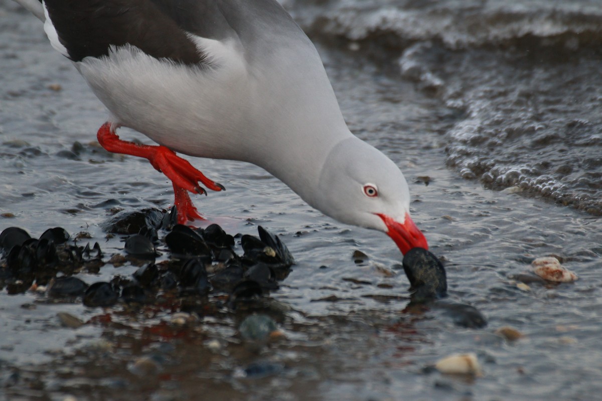 Dolphin Gull - ML610303643