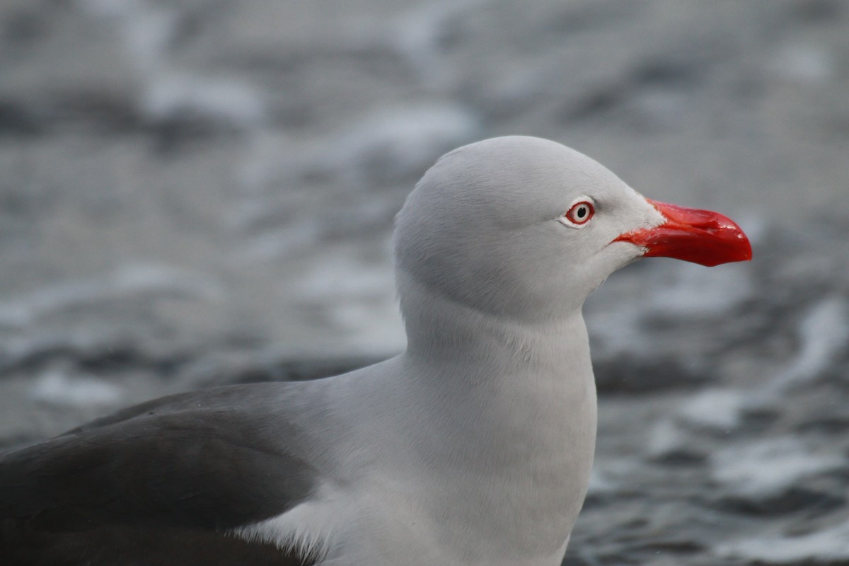 Dolphin Gull - ML610303644