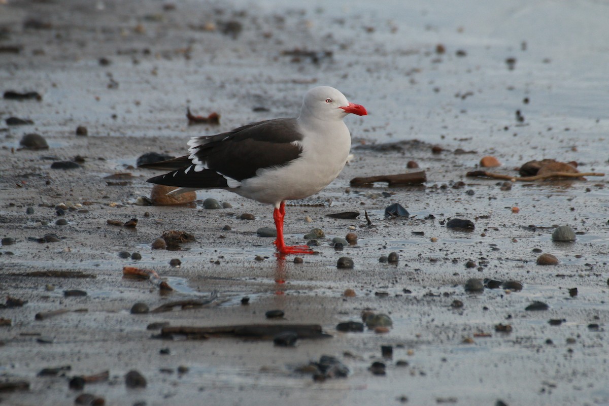 Dolphin Gull - ML610303645