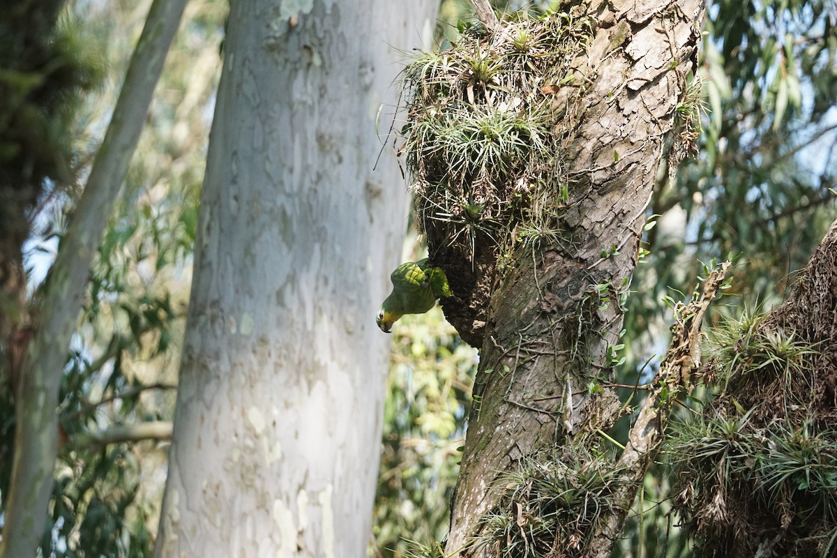 Orange-winged Parrot - ML610303718