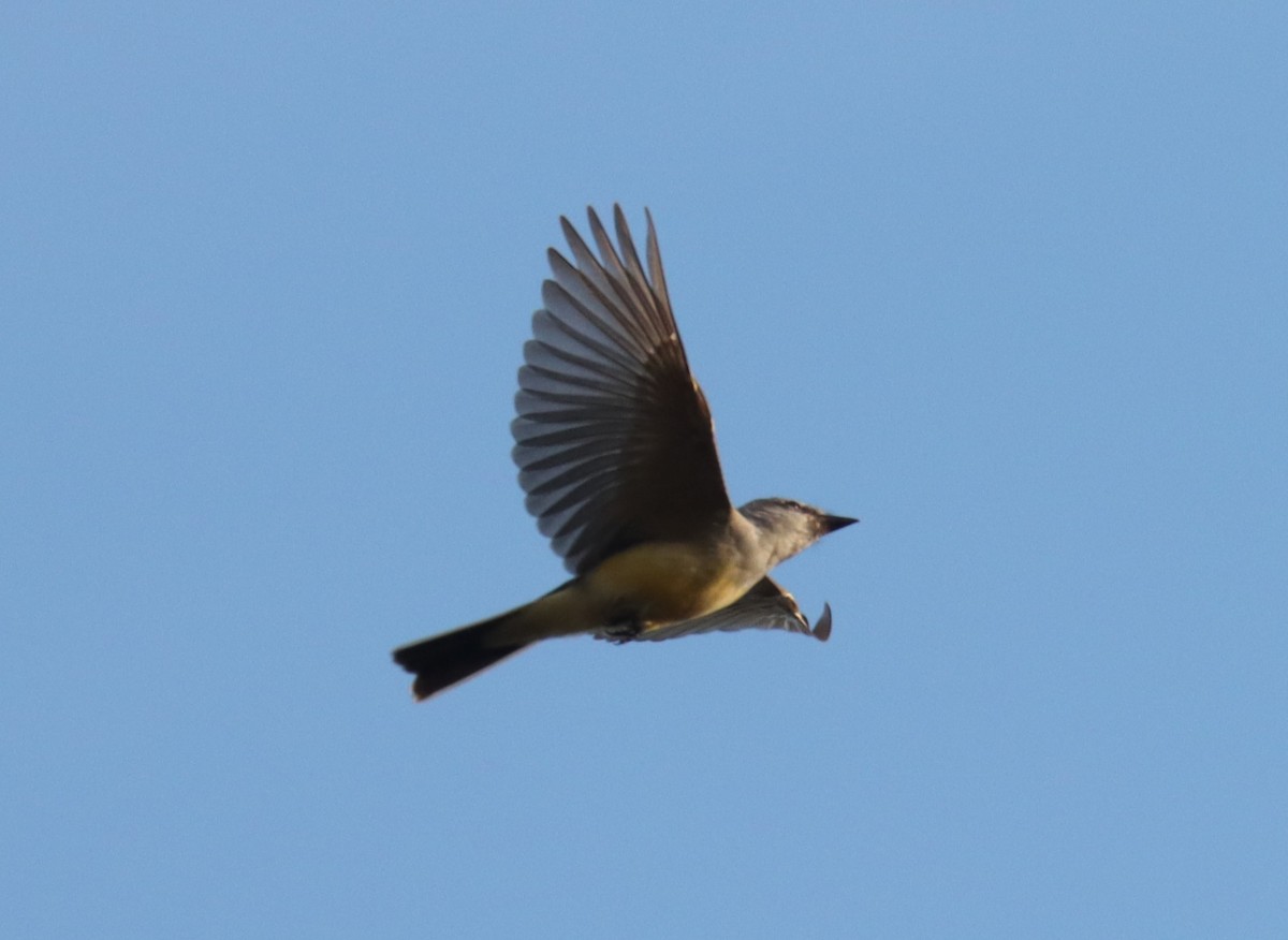 Western Kingbird - ML610303730