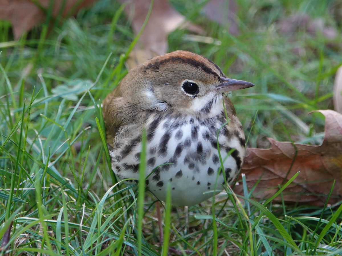 Ovenbird - ML610303740