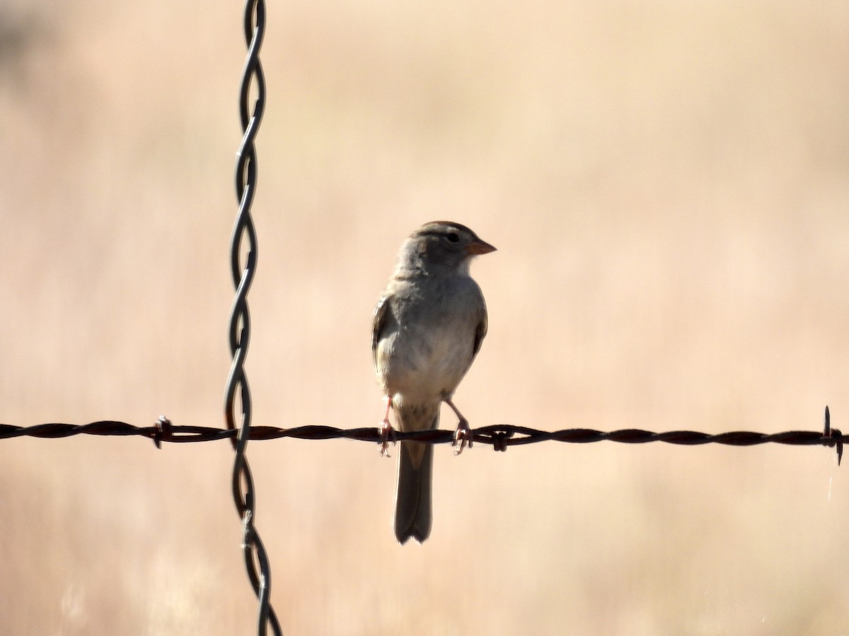 White-crowned Sparrow - Corinna Honscheid