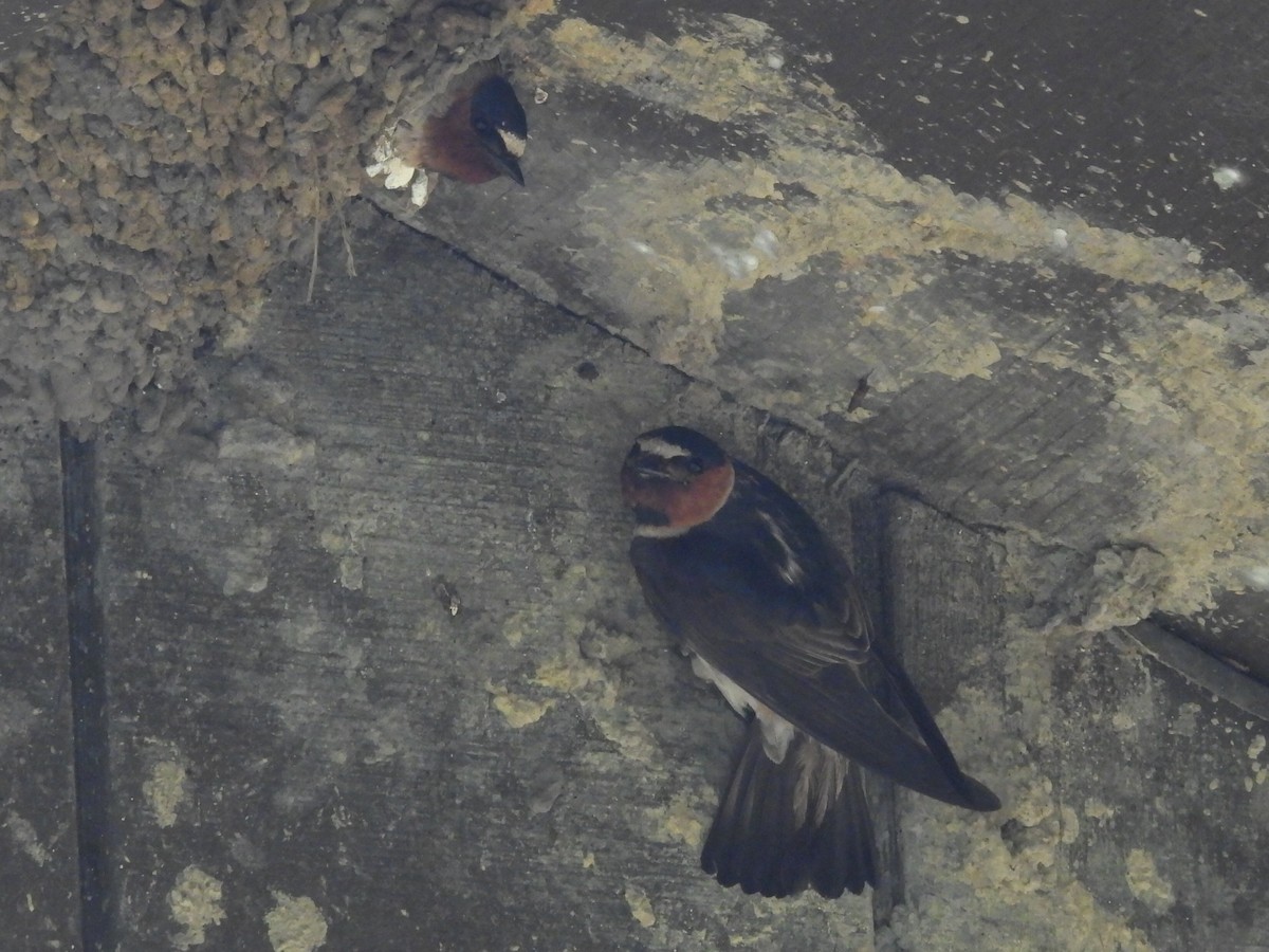 Cliff Swallow - ML610303773