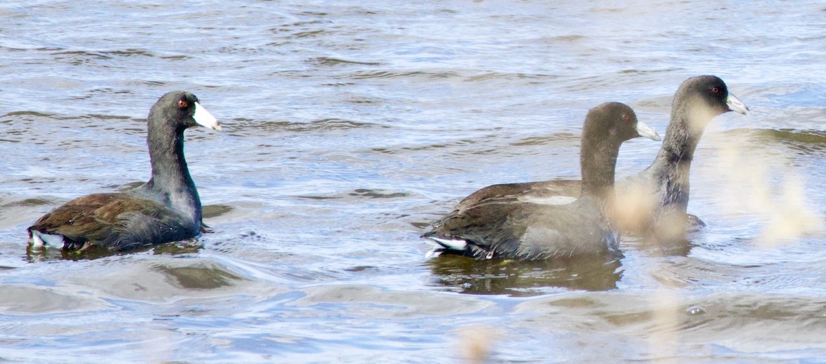 American Coot - Michael Yellin