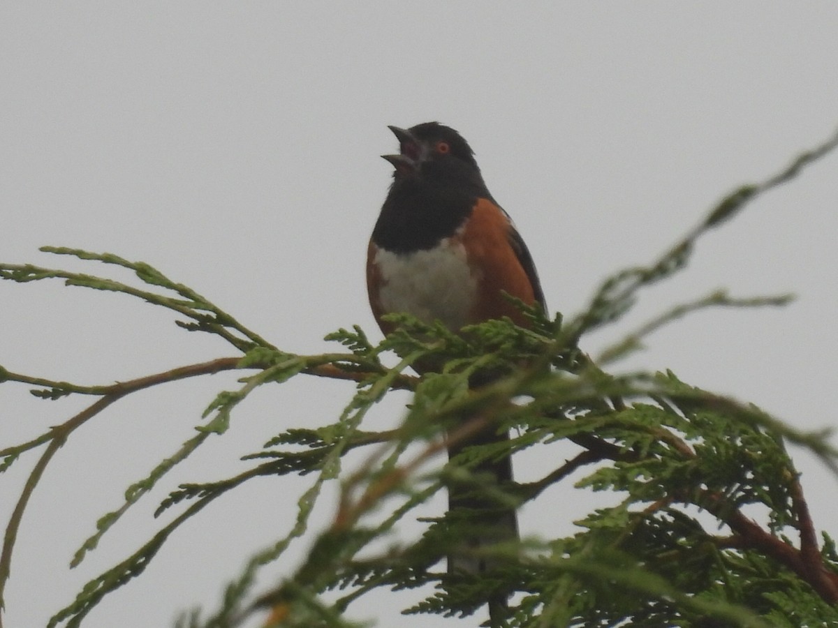 Spotted Towhee - ML610303804
