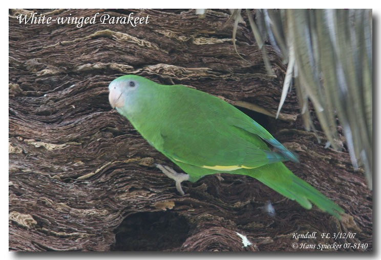 White-winged Parakeet - Hans Spiecker