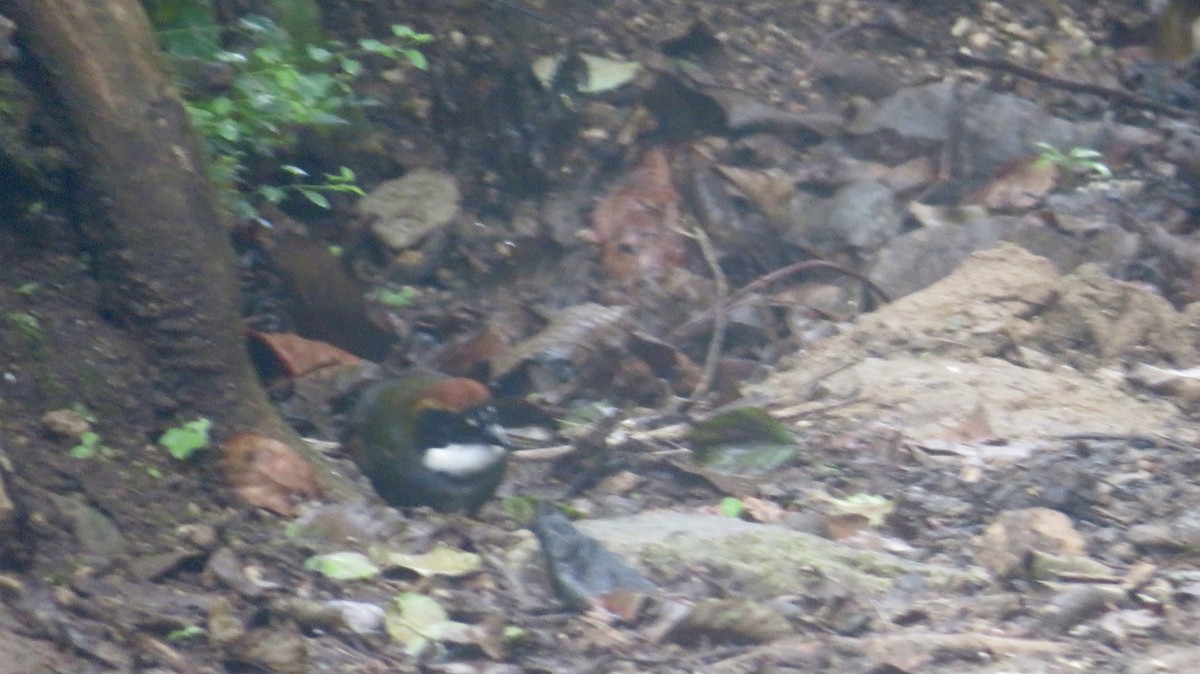 Chestnut-capped Brushfinch - ML610303828