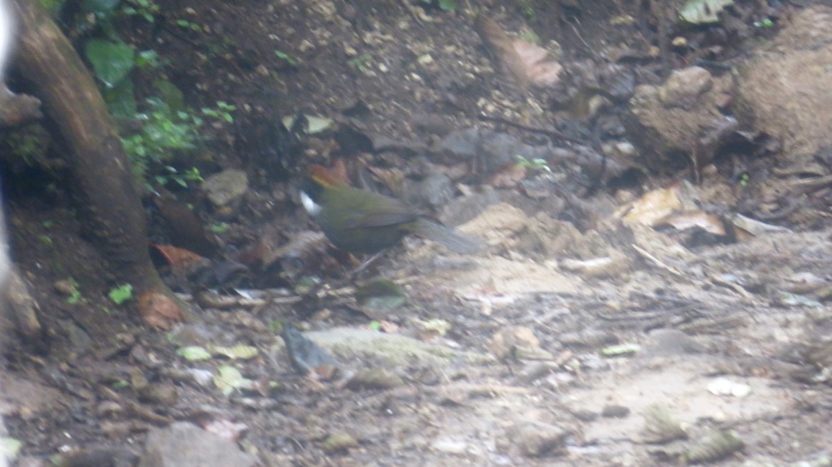 Chestnut-capped Brushfinch - ML610303829