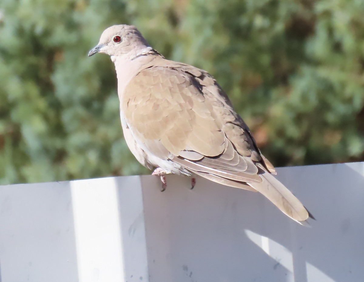 Eurasian Collared-Dove - ML610303946