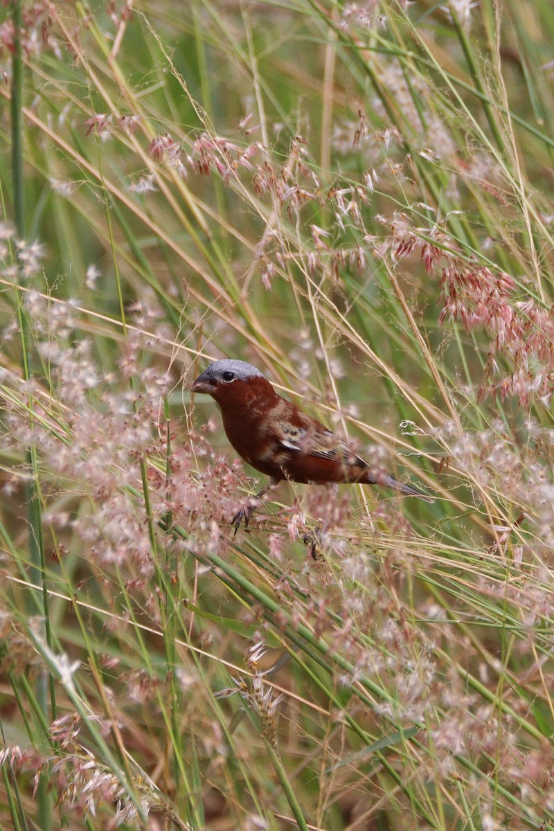 Chestnut Seedeater - Luiz Alberto dos Santos