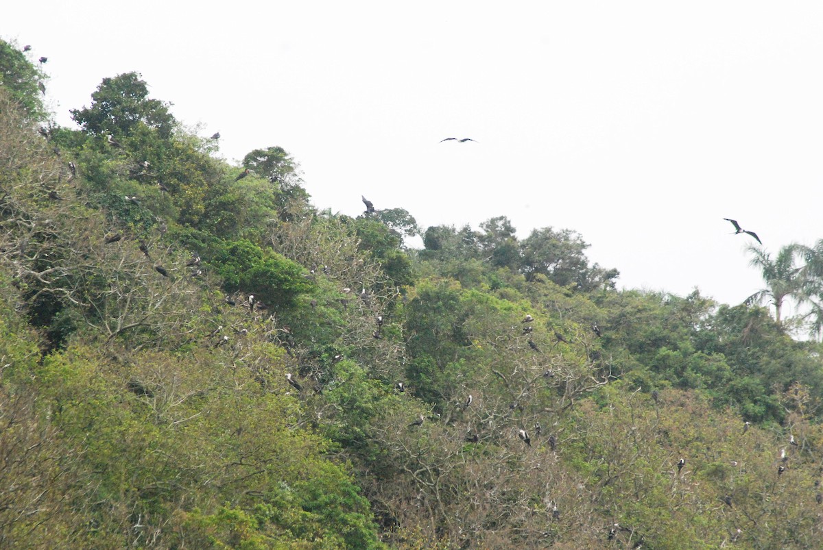 Magnificent Frigatebird - ML610303986