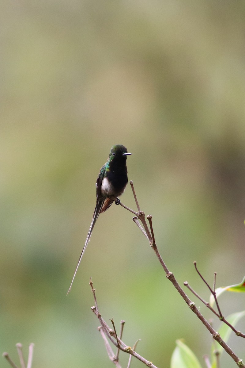 Black-bellied Thorntail - Luiz Alberto dos Santos