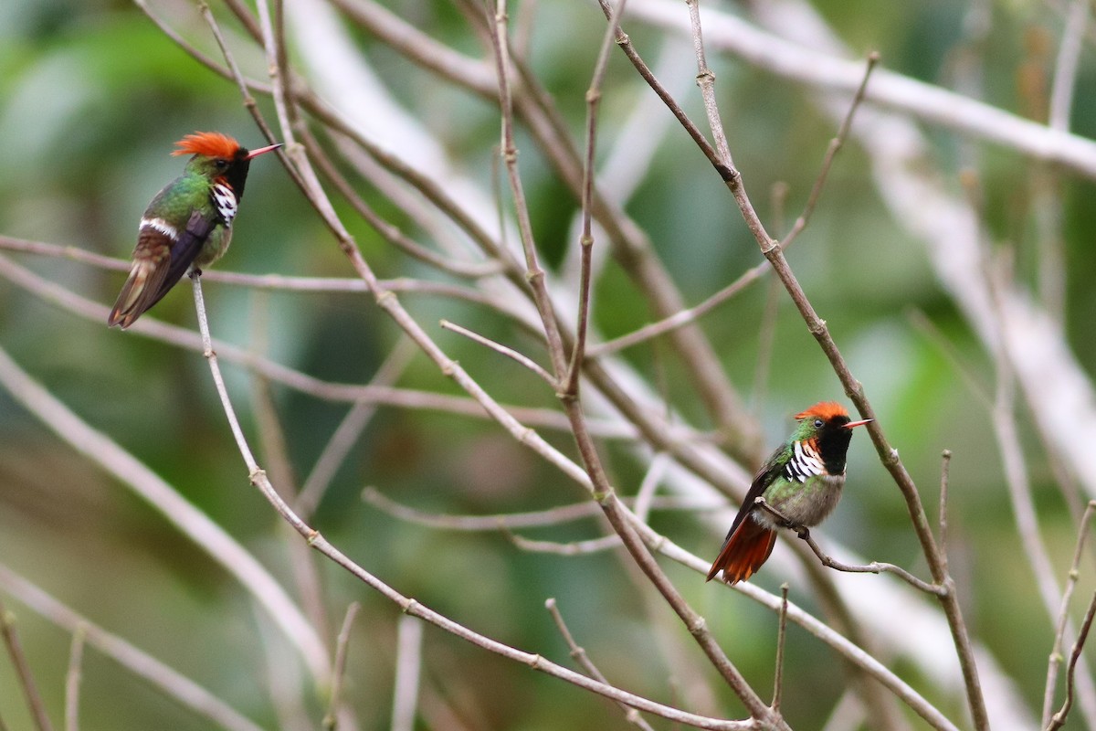 Frilled Coquette - ML610304013